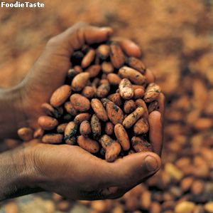 เมล็ดโกโก้ (Cacoa Bean) นำมาใช้ทำเป็นช็อคโกแล็ต