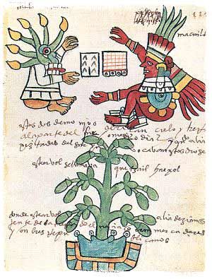 ชาวแอซเทค (Aztac) กับการค้นพบต้น cacoa เป็นชนชาติแรกที่ทำช็อคโกแล็ต
