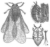 Phylloxera แมลงศัตรูของไร่องุ่น