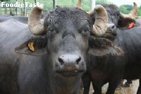 ควายนม พันธุ์มูร่าห์ (Murrah buffalo milk) จัดเป็นควายนมที่ให้น้ำนมคุณภาพและปริมาณที่มาก