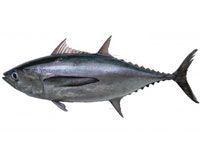 ปลาโอดำ Spotted tuna เนื้อสีครีม 