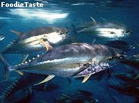ปลาโอตาโต Bigeye tuna