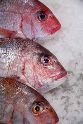 วิธีการเลือกซื้อปลา ต้องสังเกตอย่างไร